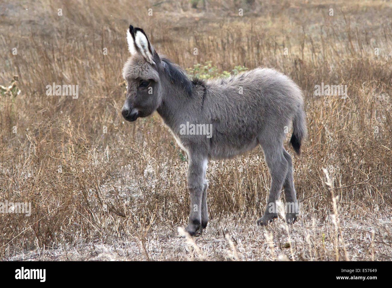 baby donkey in autumn steppe in southern Ukraine Stock Photo