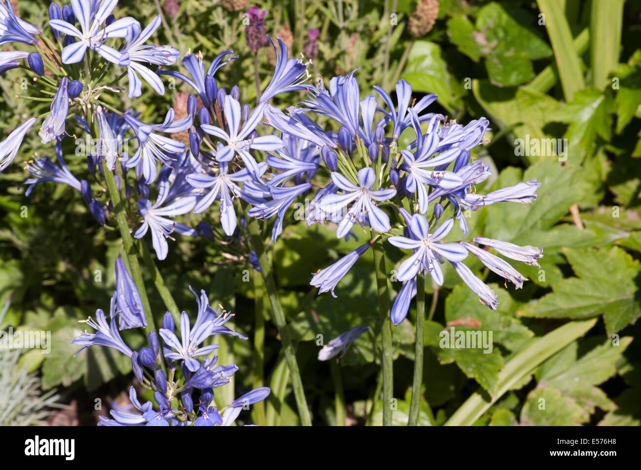 Agapanthus Blue African Lily Stock Photo