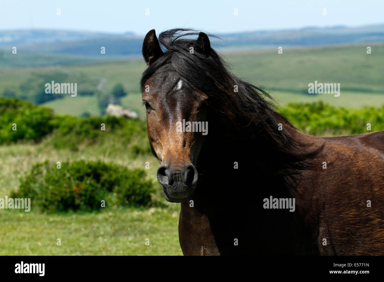 Dartmoor ponies enjoying life, bay pony with a white star up close wild