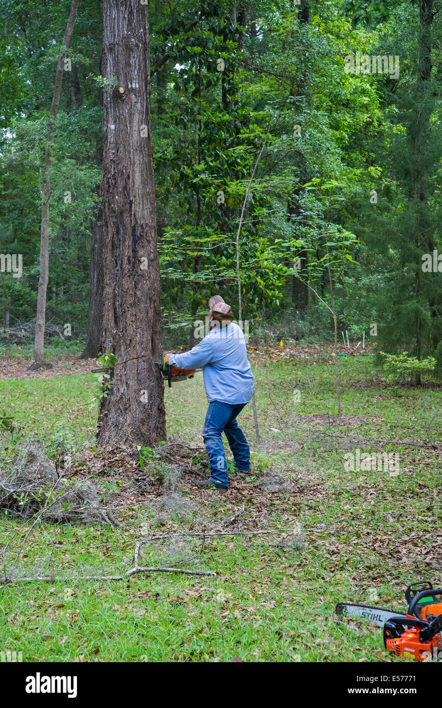 Tree removal at rural home in North Florida. Stock Photo