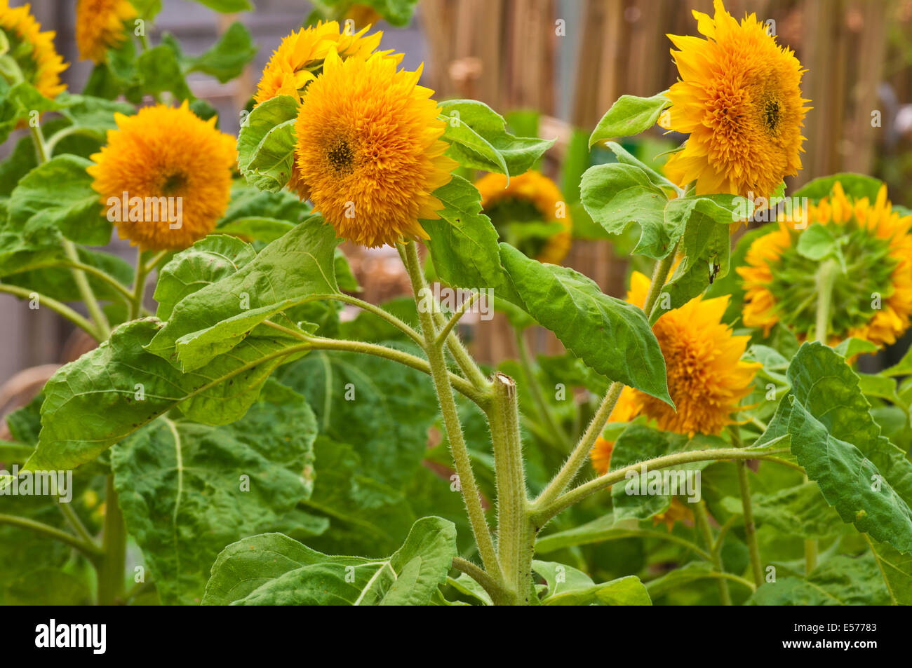 Yellow Sunflowers " Helianthus Stock Photo Alamy