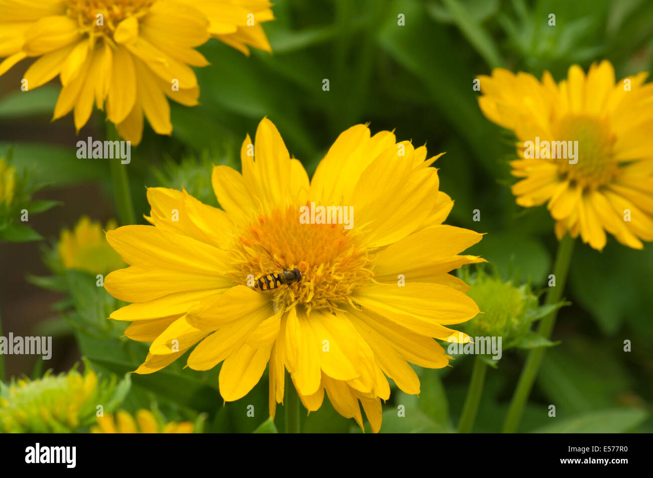 Yellow Gaillardia ' Blanket Flowers ' Stock Photo