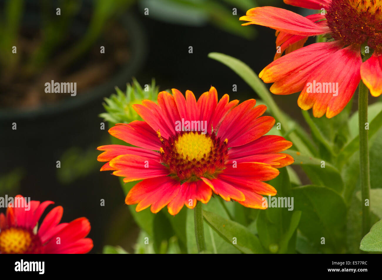 Red Gaillardia ' Blanket Flowers ' Stock Photo
