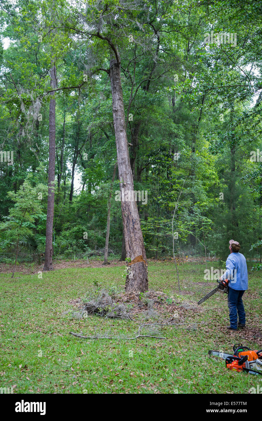 Tree removal at rural home in North Florida. Stock Photo