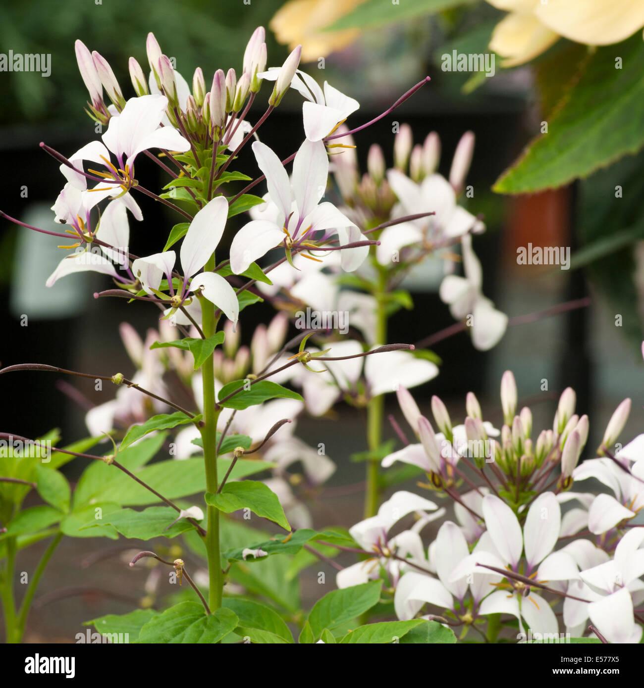 White Cleome Flowers Stock Photo Alamy