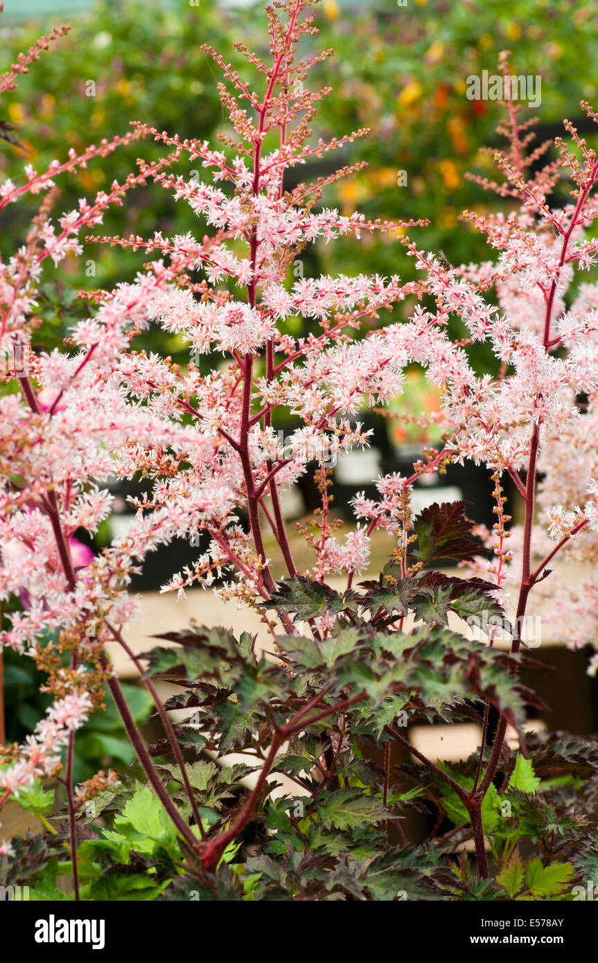 Astilbe Delft Lace Commonly Known as false goat's beard and false spirea Stock Photo