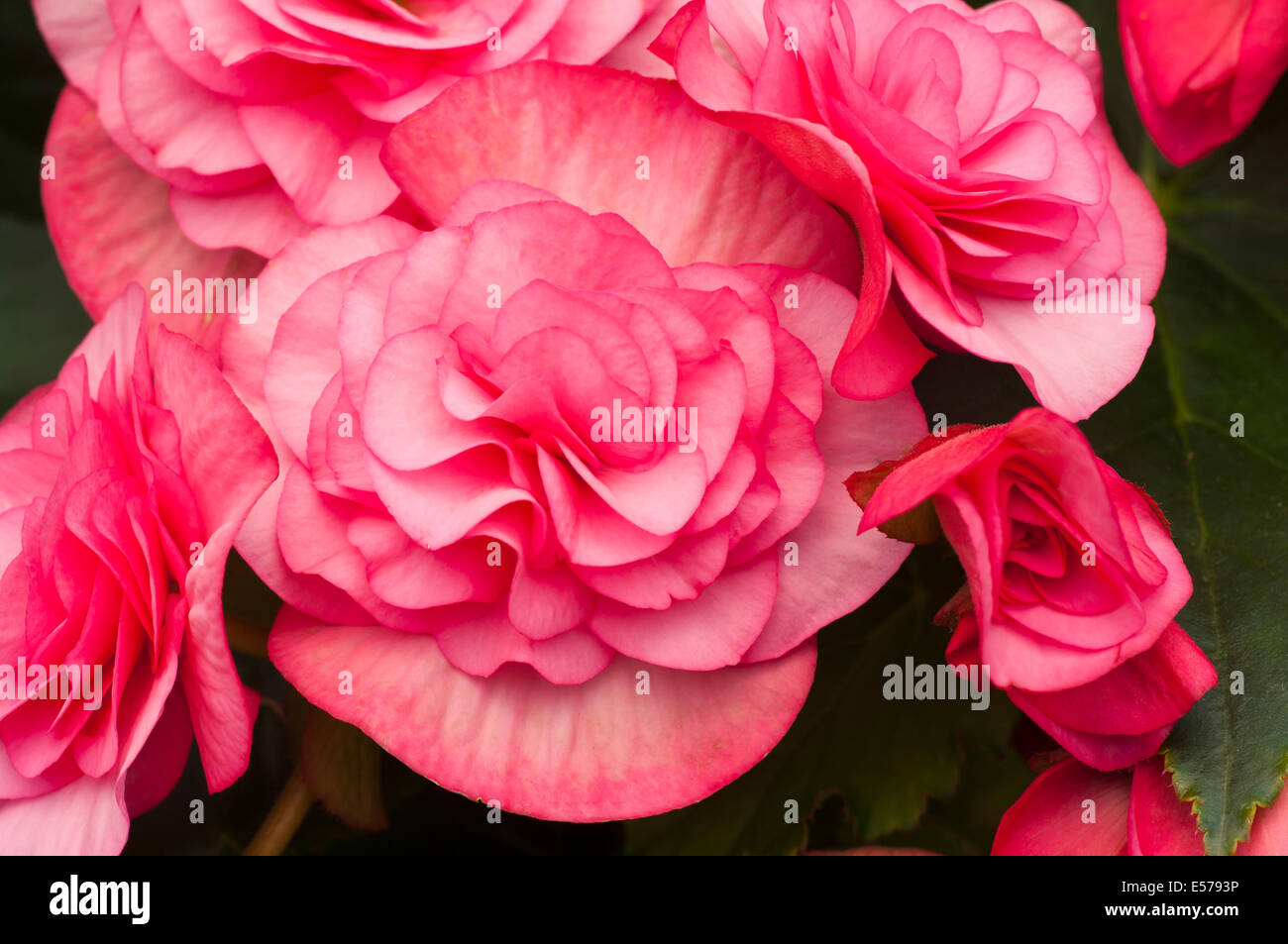 Pink begonia tuberhybrida commonly known hires stock photography and
