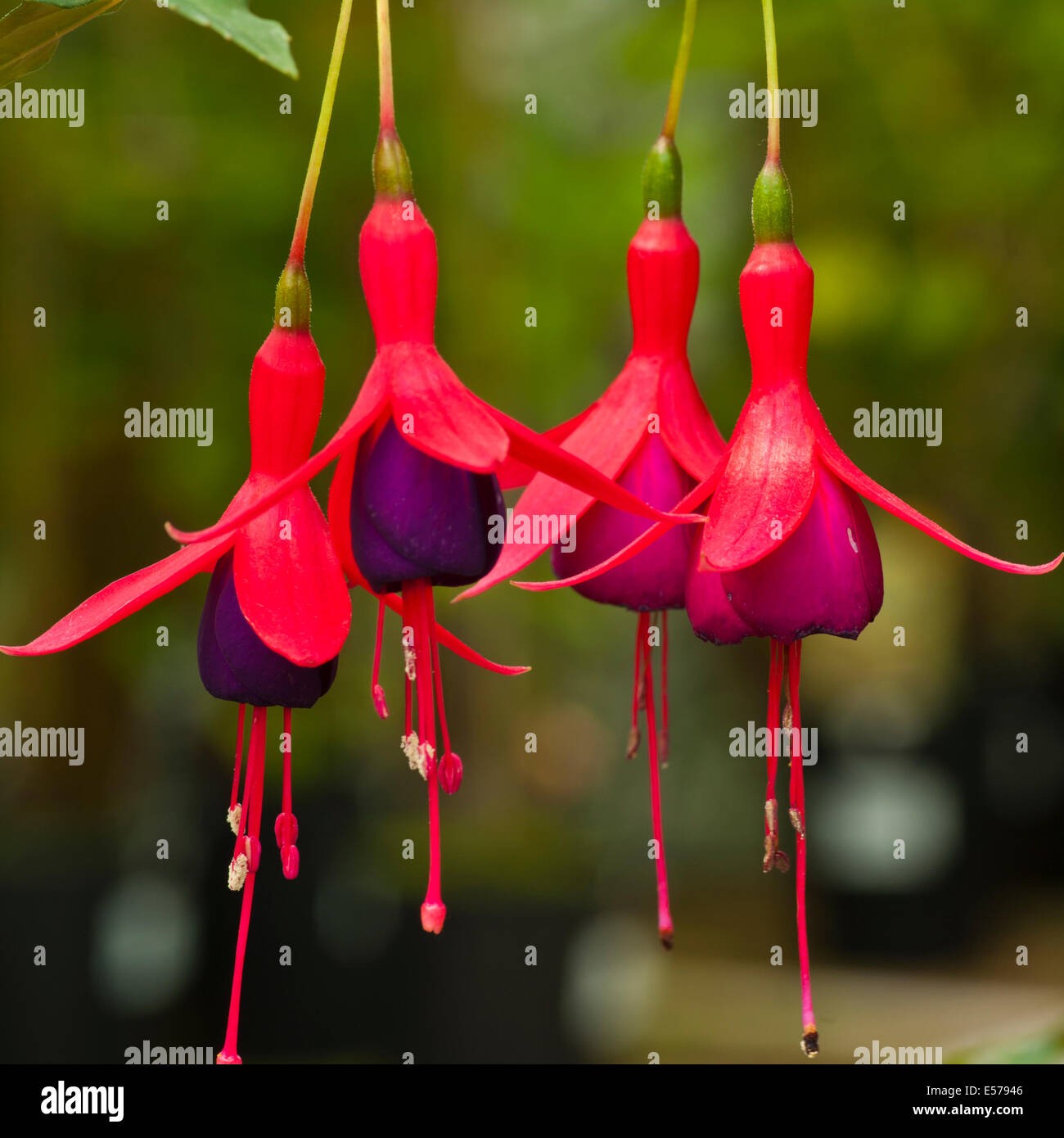 Red and Purple Fuchsia ' Mrs Popple ' Stock Photo