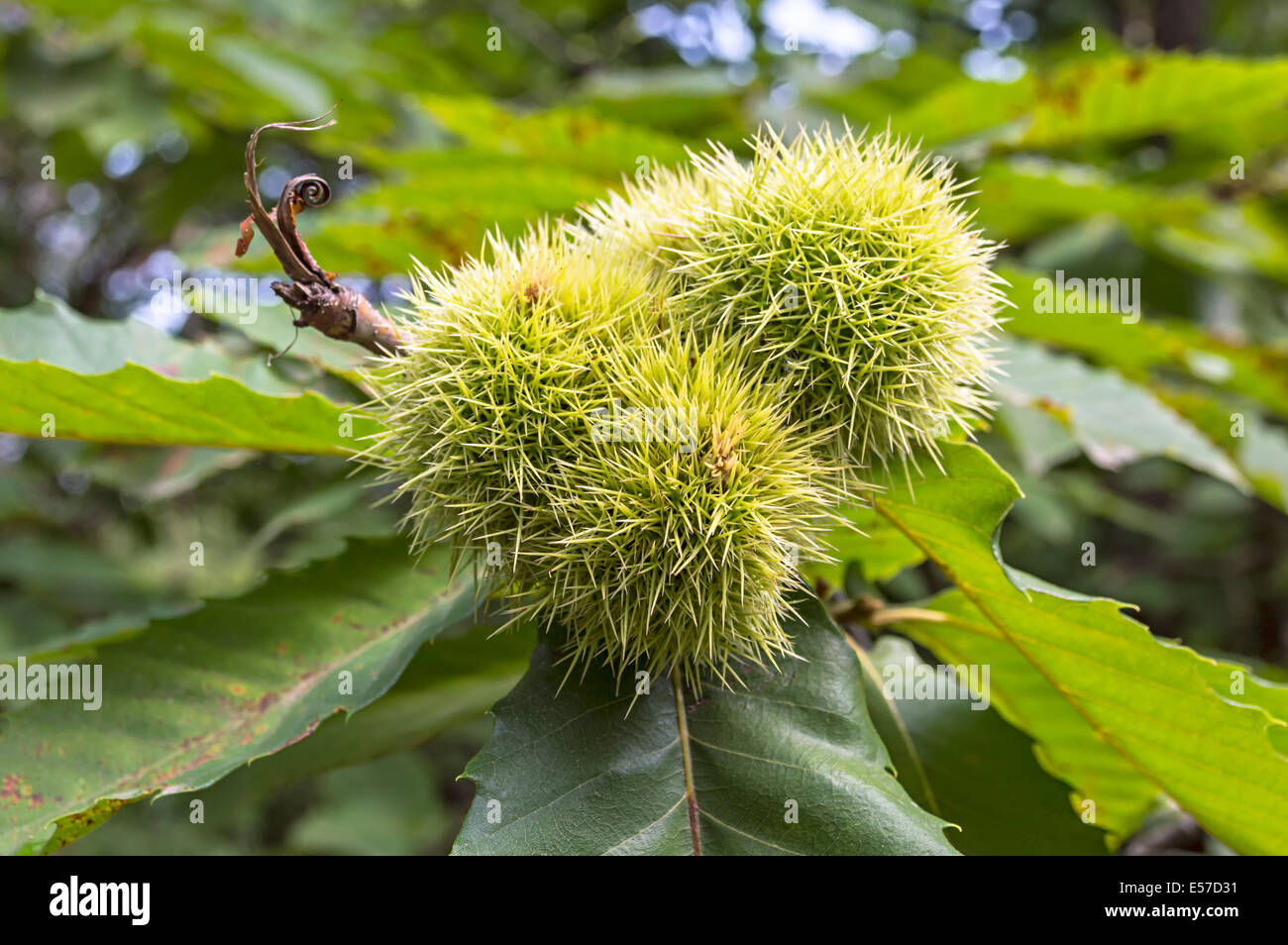 Horse chestnut with green leaves on tree. Stock Photo