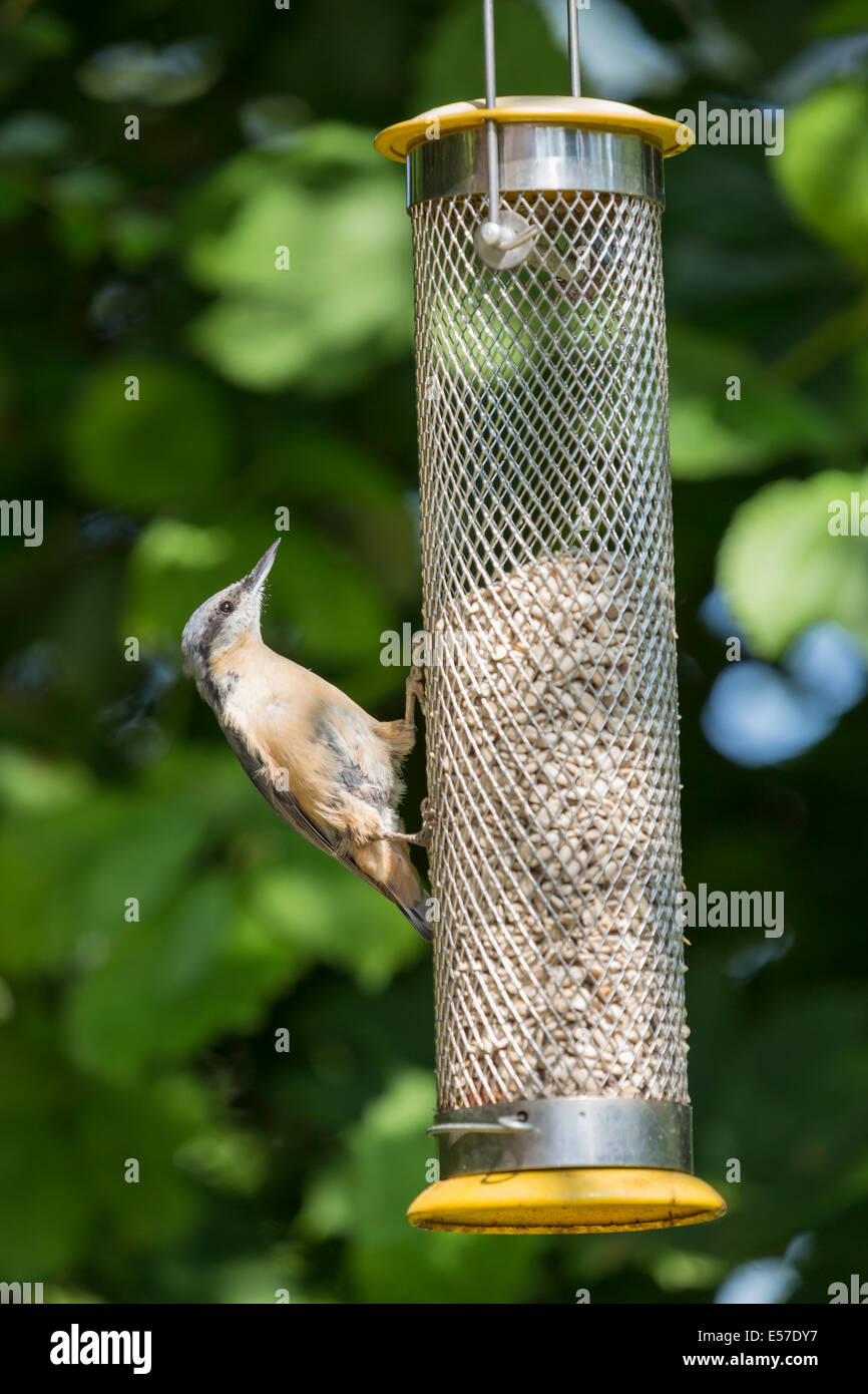 Eurasian nuthatch (Sitta europaea) perched feeding on sunflower hearts from a bird feeder in an English garden, Surrey, south-east England (resident) Stock Photo