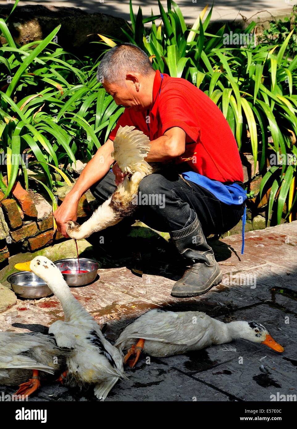 XIN XING TOWN, CHINA:  Farmer slits the neck of a white duck and drains its blood into a metal bowl Stock Photo