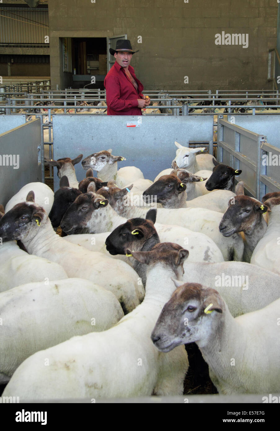 A man surveys black faced sheep penned at Bakewell's livestock market prior to being auctioned, Peak District, Derbyshire, UK Stock Photo