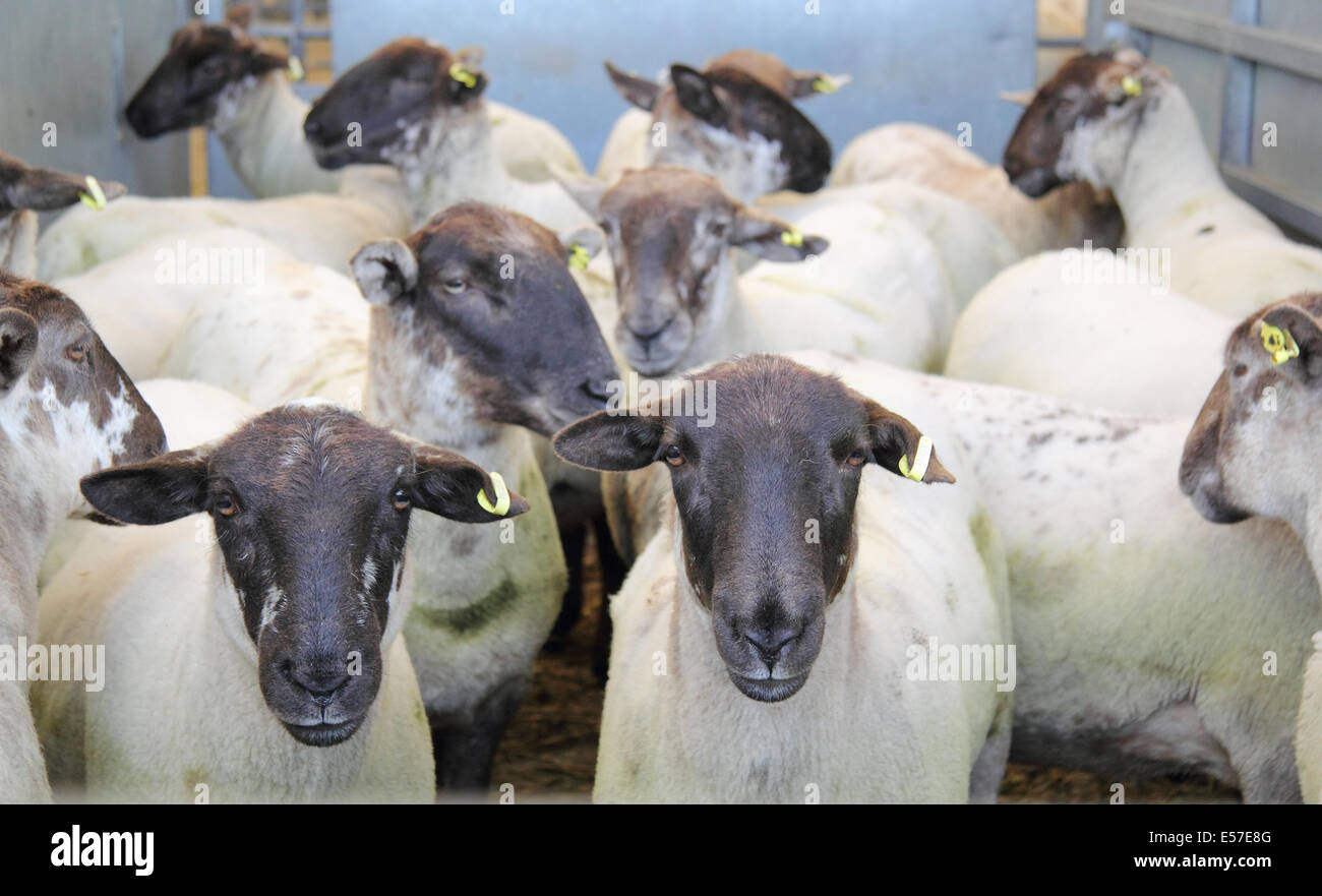 Black faced sheep penned at Bakewell's livestock market prior to being