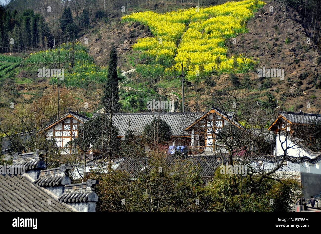XIN XING ZHEN, CHINA:  Old farmhouses with tiled roofs set against hills covered with bamboo forests and yellow Rapeseed Stock Photo