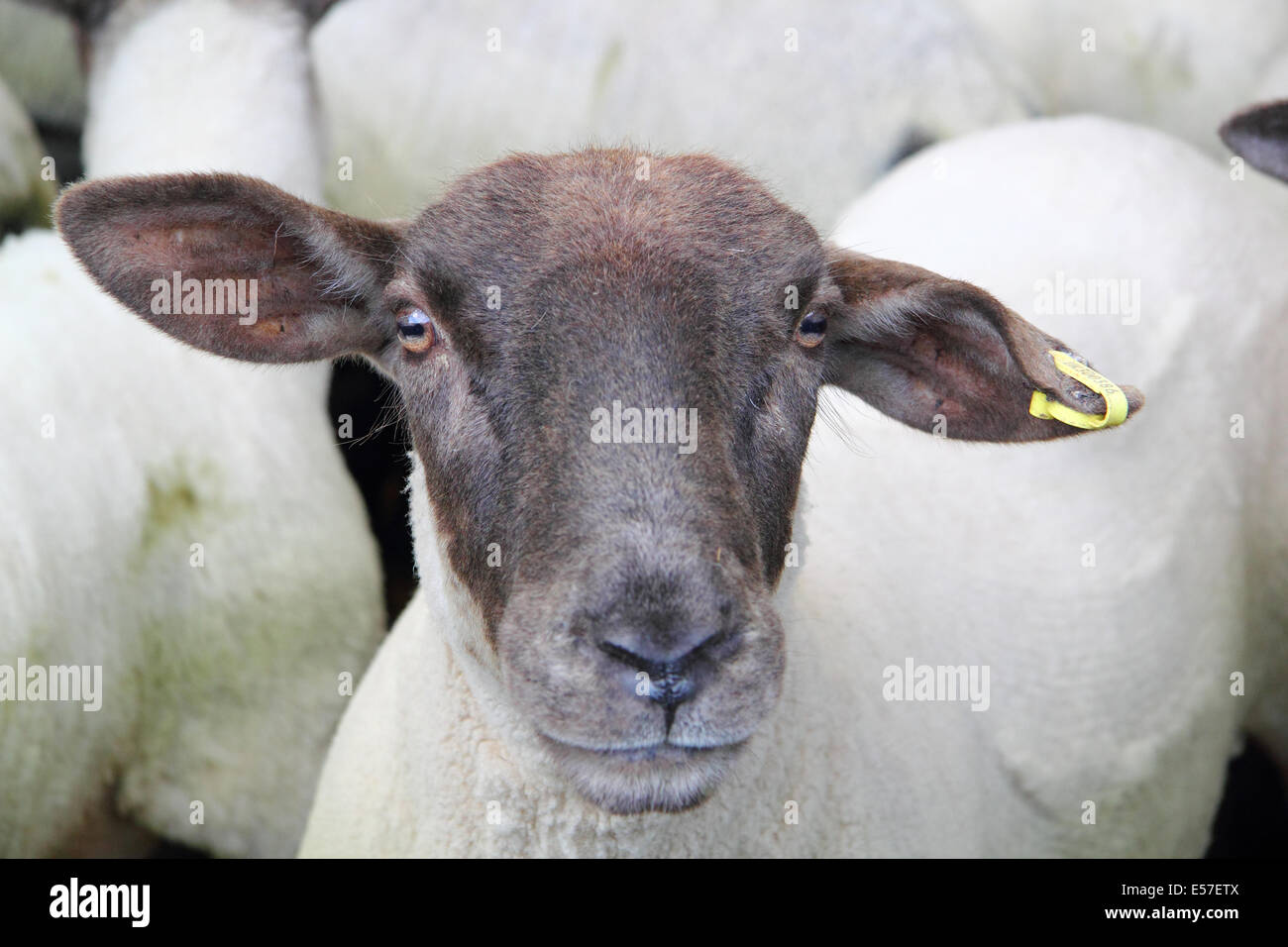 Black faced sheep penned at Bakewell's livestock market prior to being auctioned, Peak District, Derbyshire, UK Stock Photo
