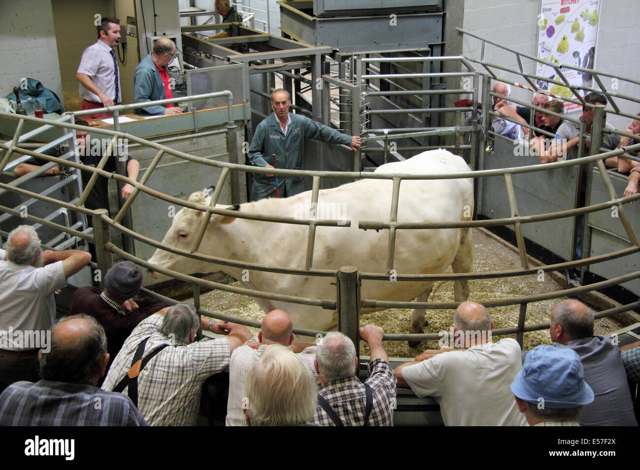 Livestock cattle market auction run by Bagshaws in action at the Stock