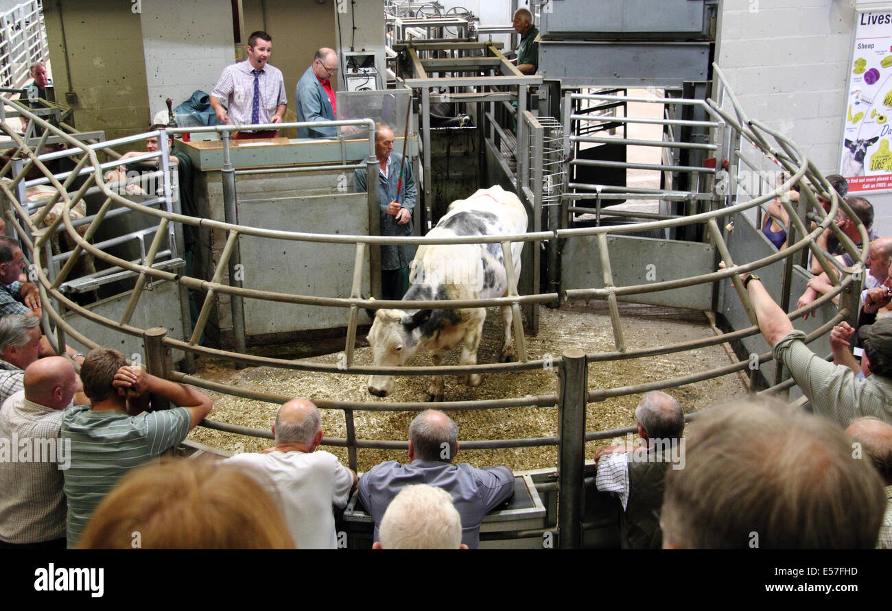Livestock cattle market auction run by Bagshaws in action at the