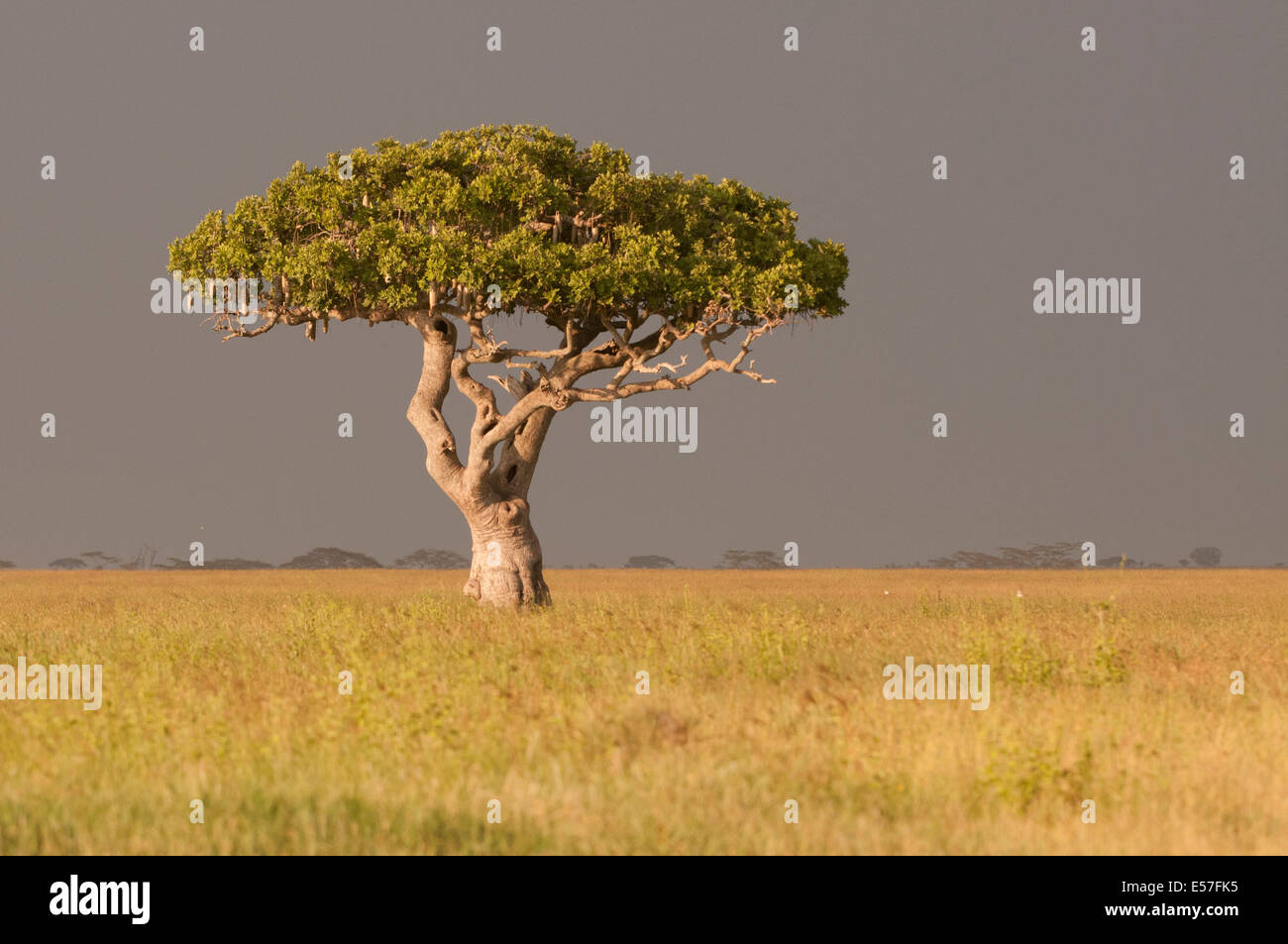 Sausage tree in Serengeti Tanzania Stock Photo - Alamy