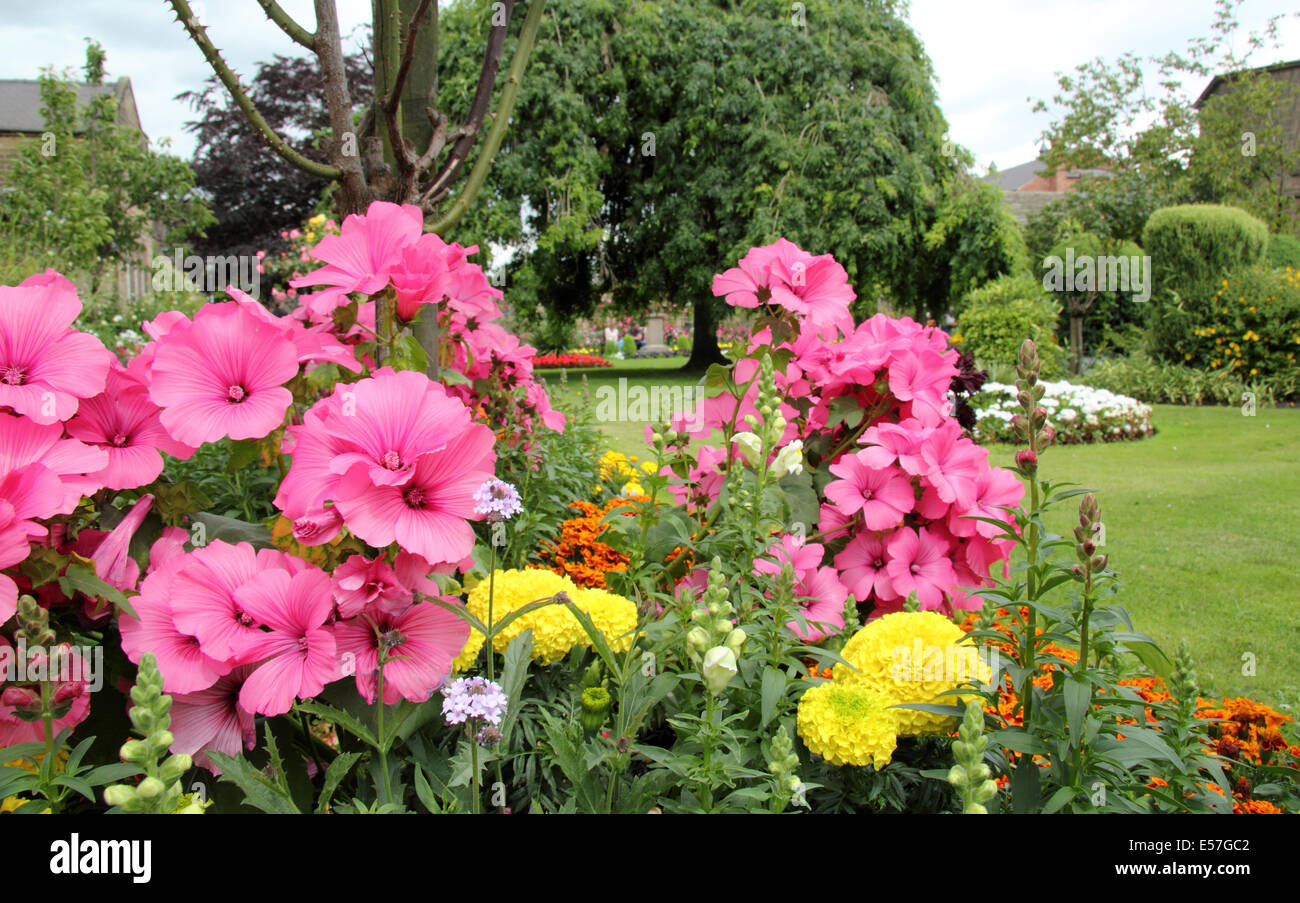 Pink Lavatera in full bloom at Bath Gardens in Bakewell town centre, Peak District, Derbyshire, UK Stock Photo