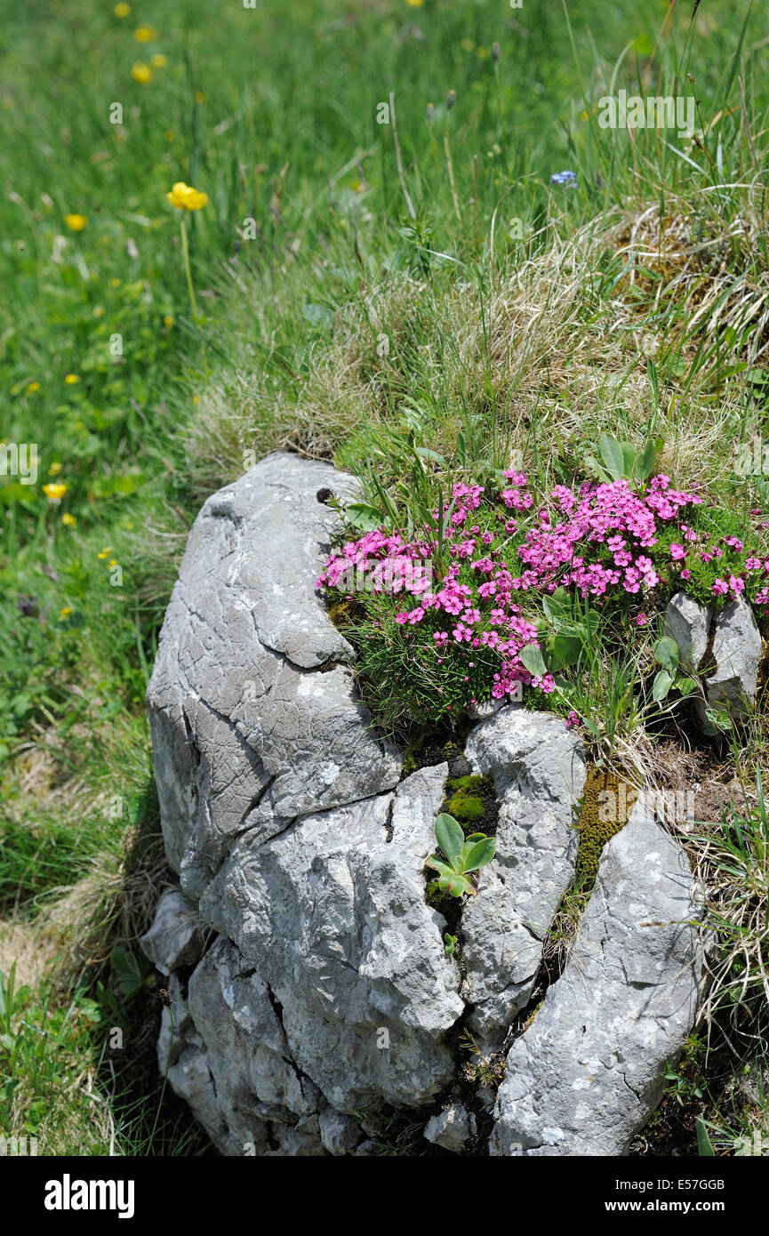 small pink flowers growing on a rock Stock Photo