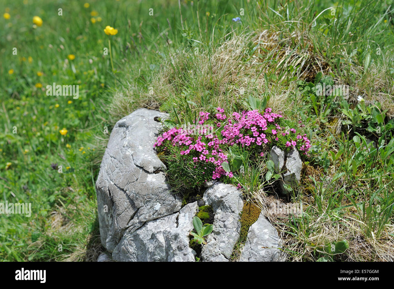 small pink flowers growing on a rock Stock Photo