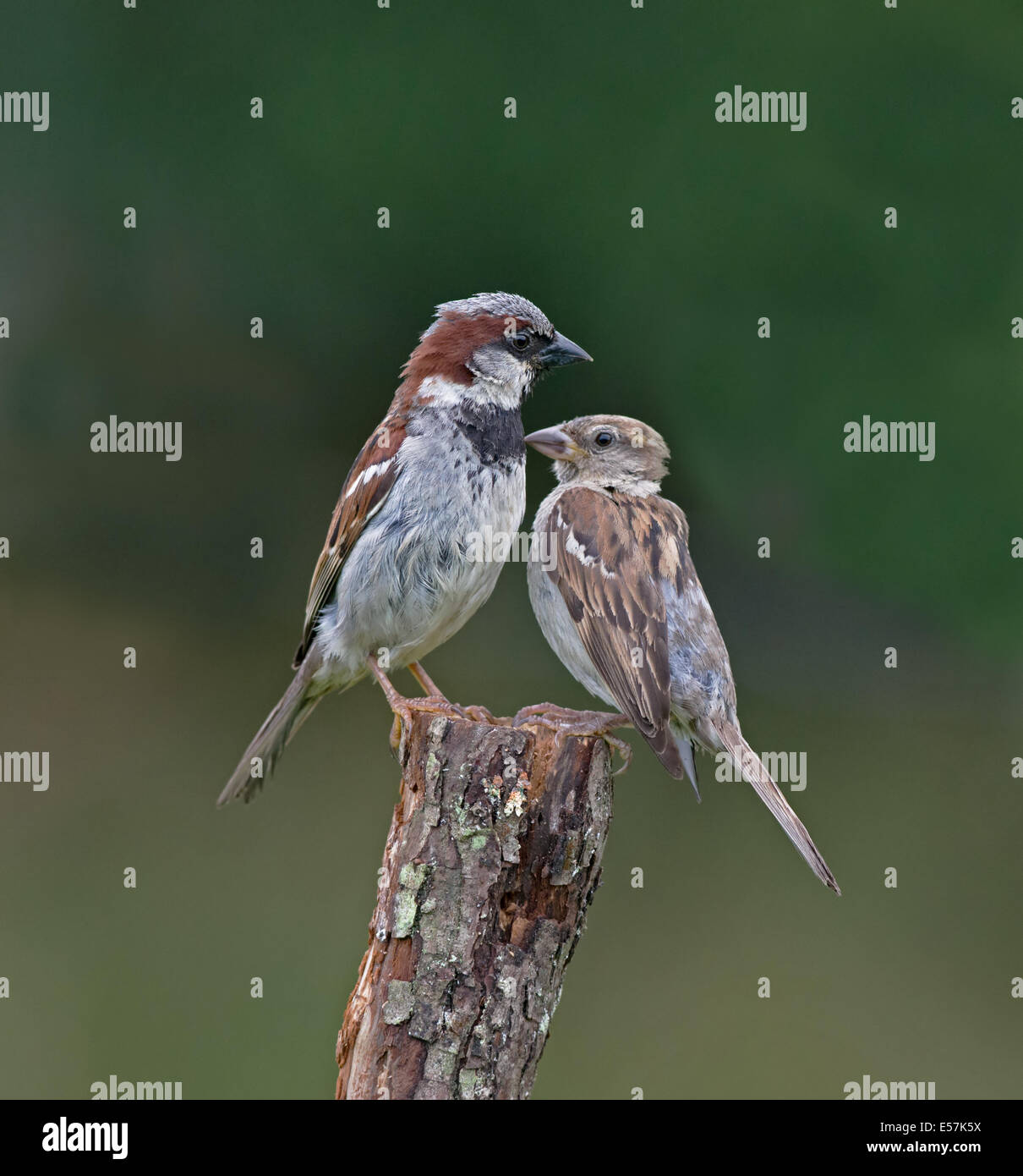 House Sparrow Female And Male House Sparrow Female And Male