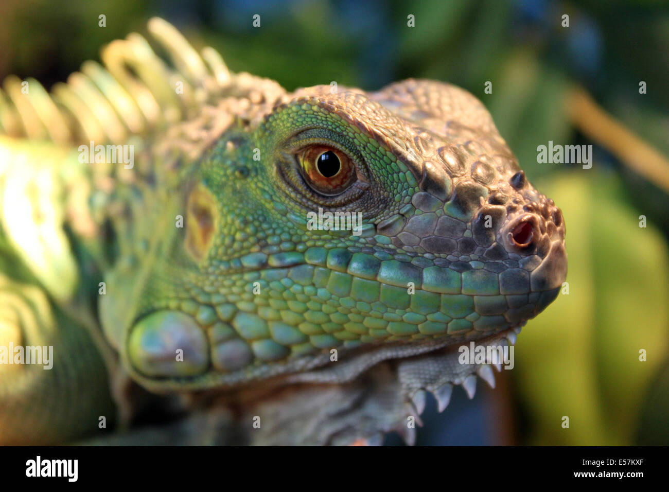 green iguana lies and looks into the camera Stock Photo