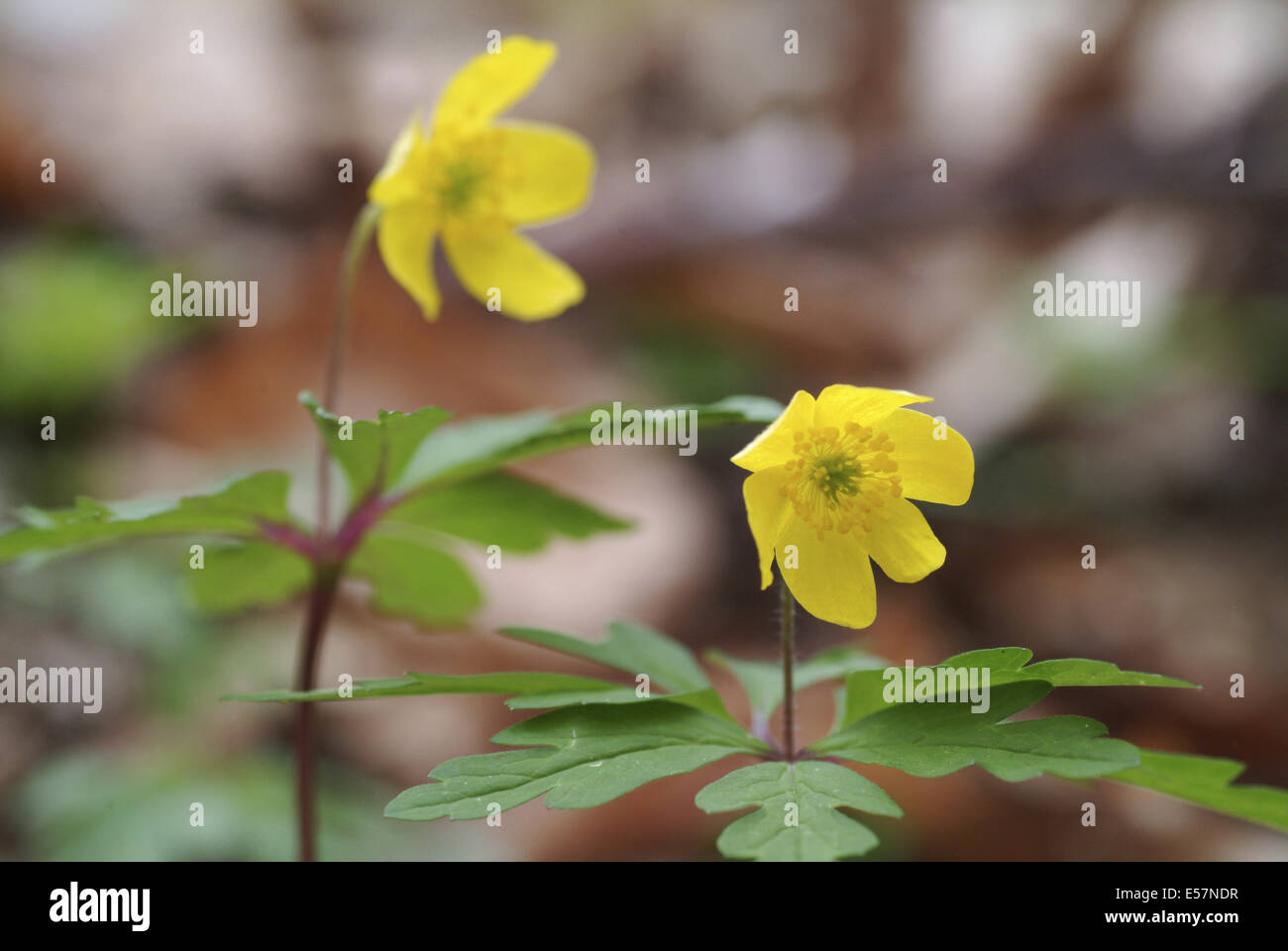 yellow wood anemone, anemone ranunculoides Stock Photo Alamy