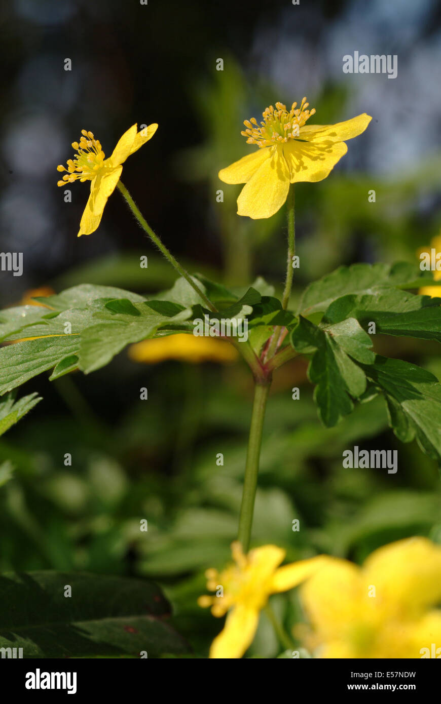yellow wood anemone, anemone ranunculoides Stock Photo - Alamy