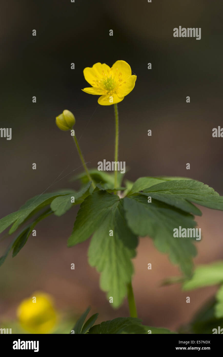 yellow wood anemone, anemone ranunculoides Stock Photo Alamy