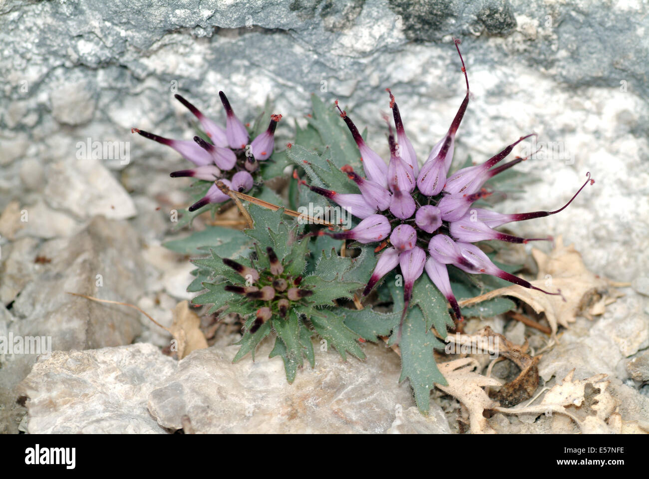 tufted horned rampion, physoplexis comosa Stock Photo - Alamy