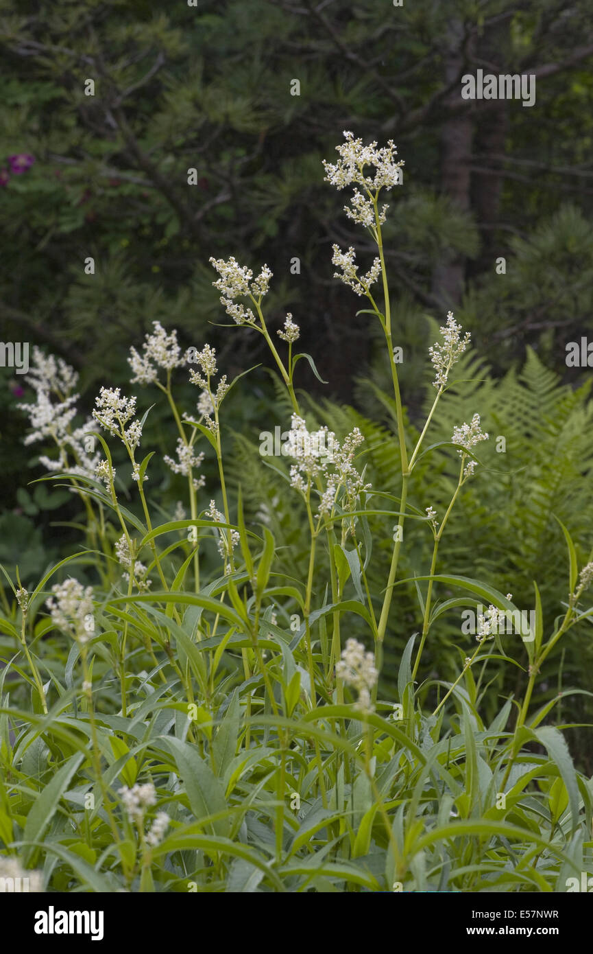 alpine knotweed, aconogonon alpinum Stock Photo