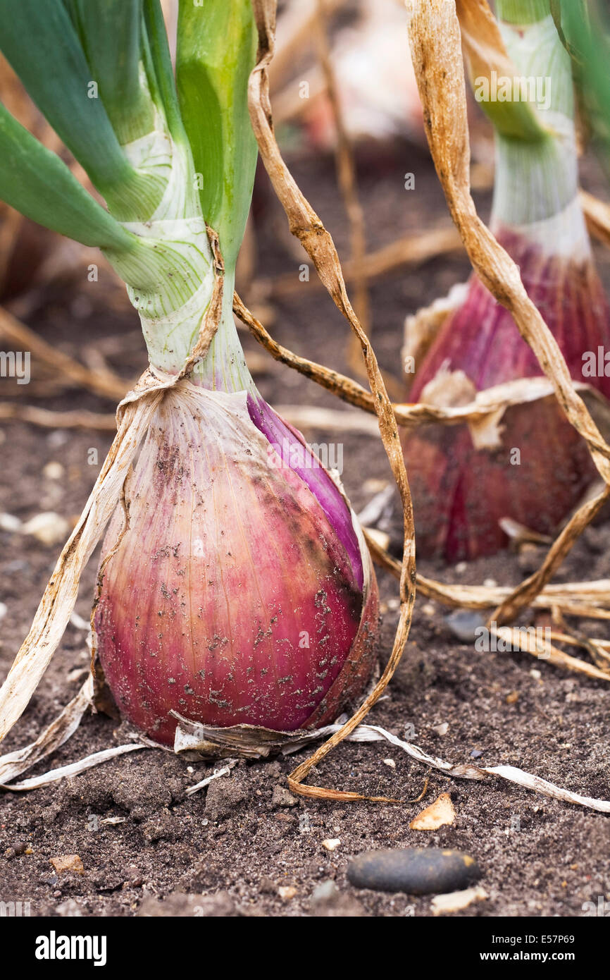 Allium cepa. Onion Long Red Florence growing in the vegetable garden. Stock Photo