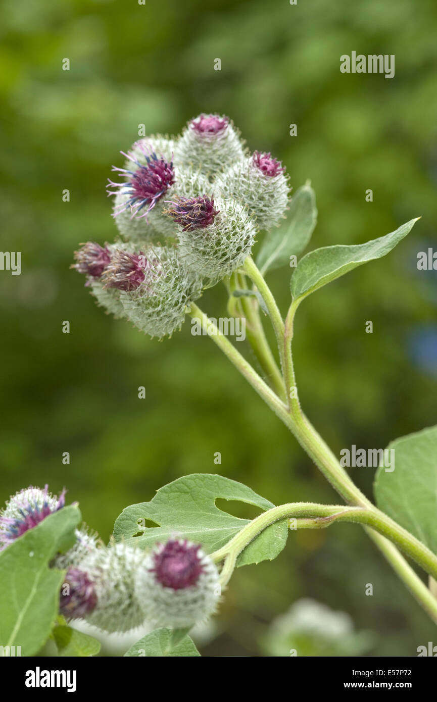 downy burdock, arctium tomentosum Stock Photo