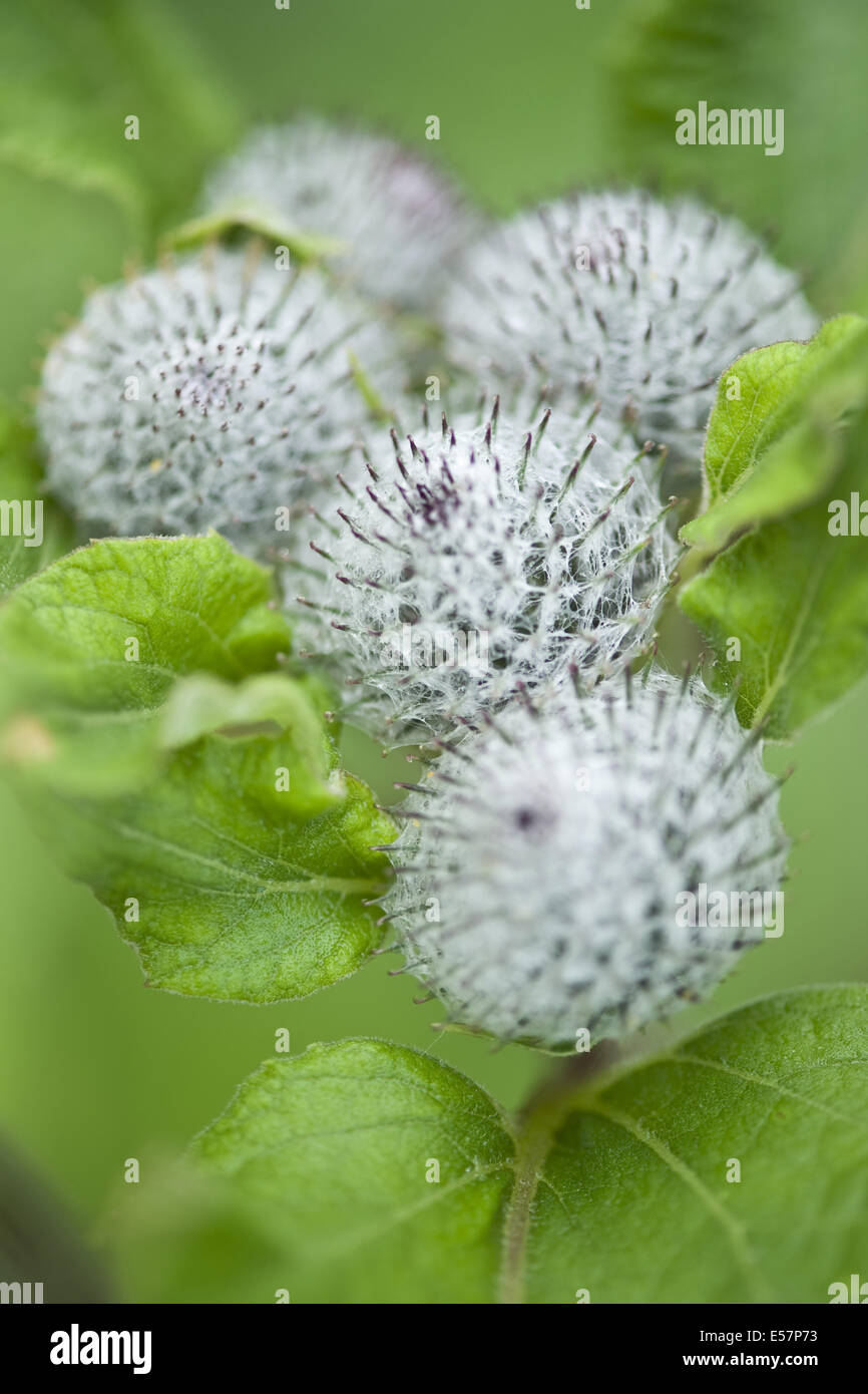 downy burdock, arctium tomentosum Stock Photo