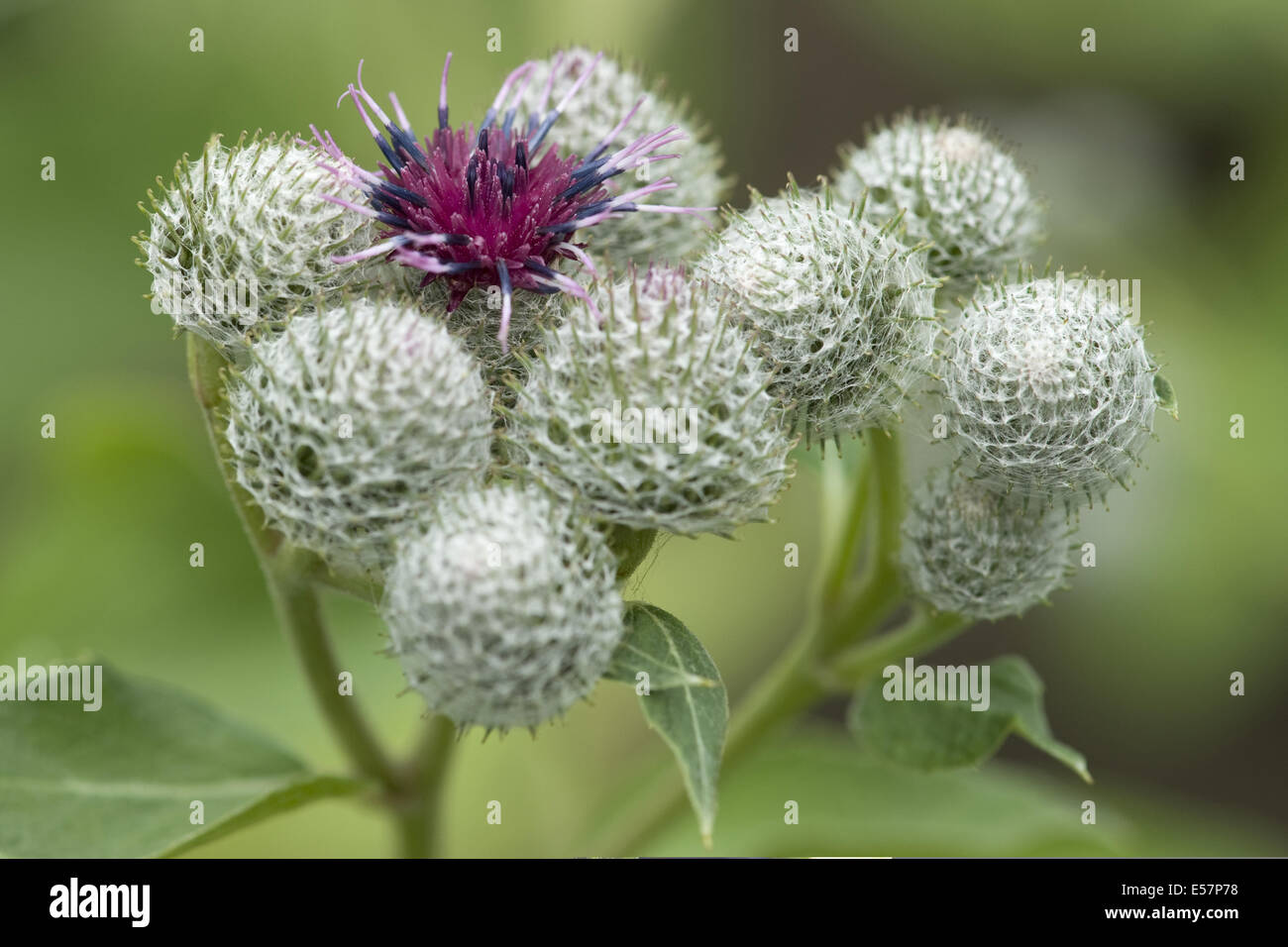 downy burdock, arctium tomentosum Stock Photo