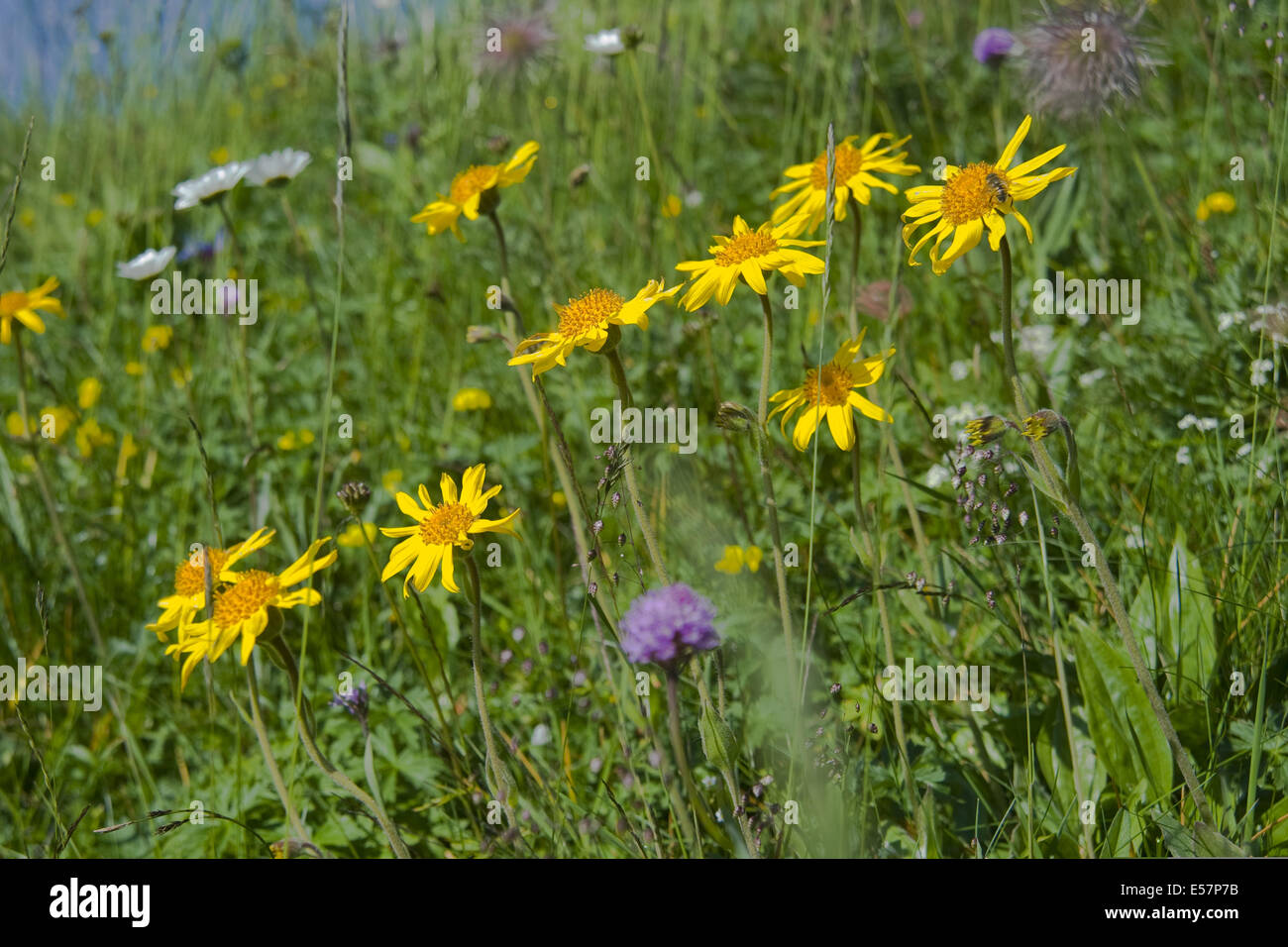 leopard's bane, arnica montana Stock Photo Alamy
