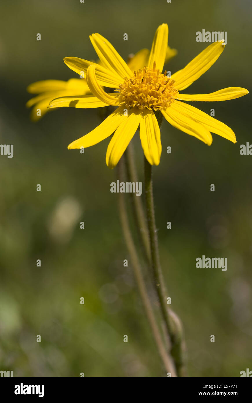 leopard's bane, arnica montana Stock Photo Alamy
