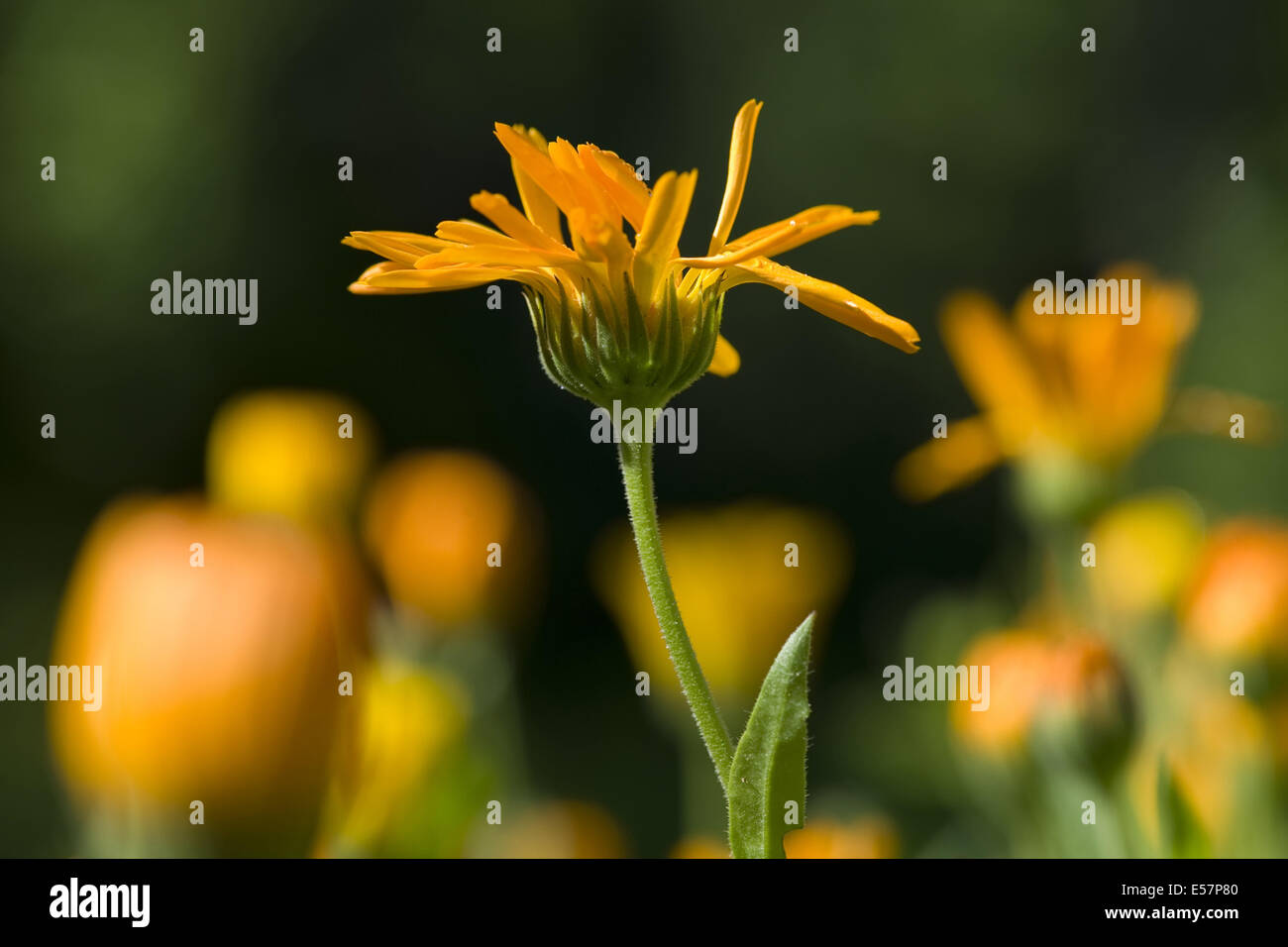 common marigold, calendula officinalis Stock Photo