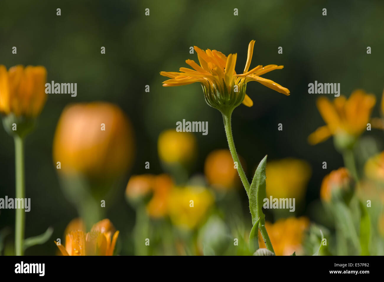 common marigold, calendula officinalis Stock Photo