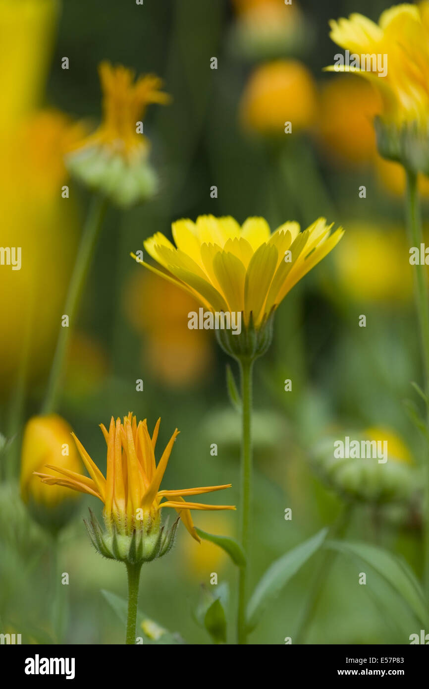 common marigold calendula officinalis Stock Photo Alamy