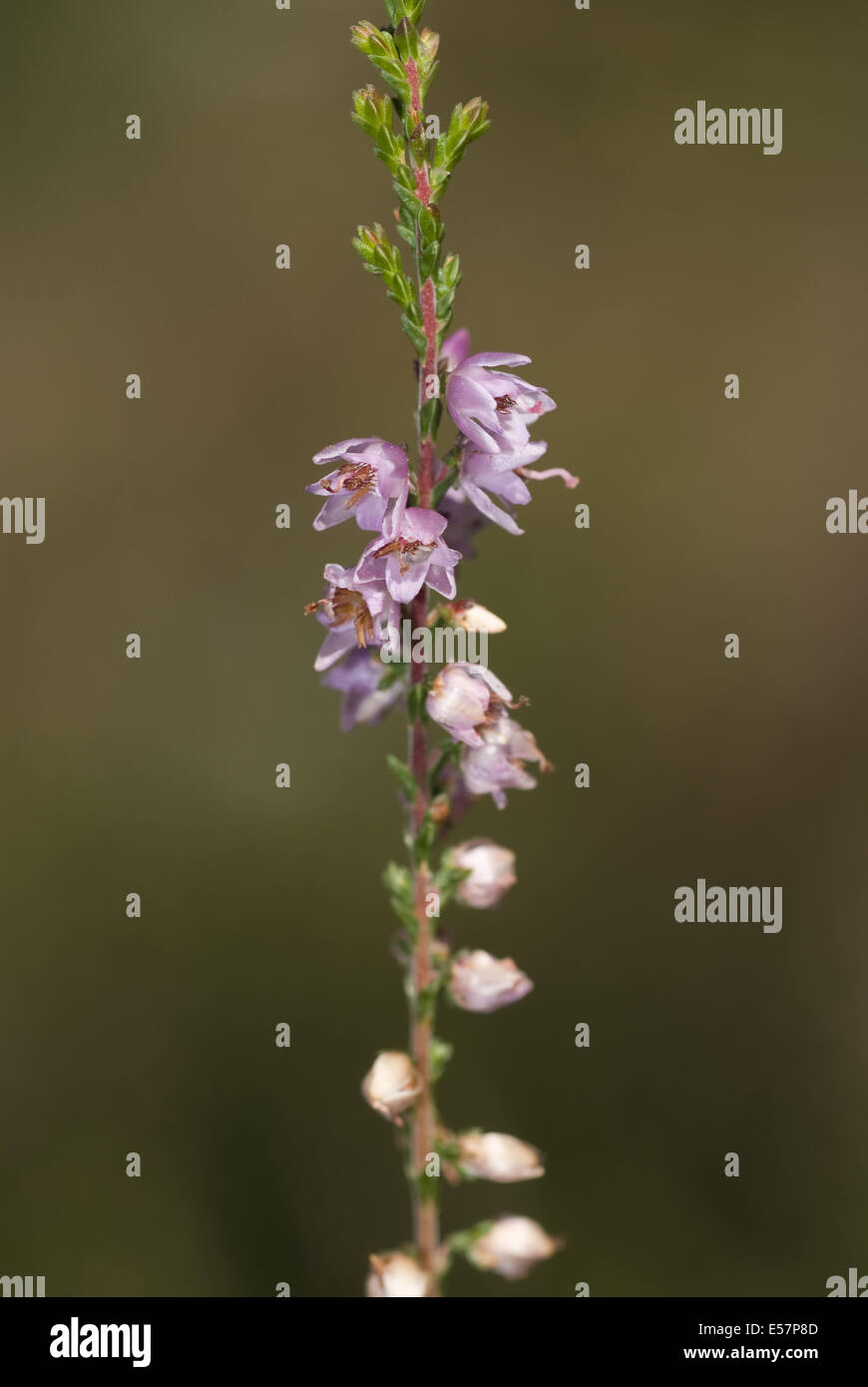common heather, calluna vulgaris Stock Photo