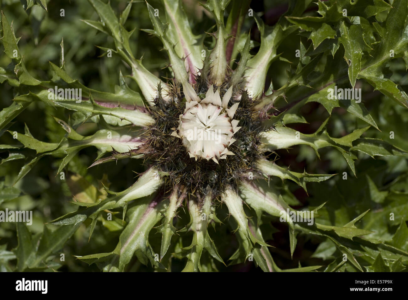 silver thistle, carlina acaulis ssp. caulescens Stock Photo