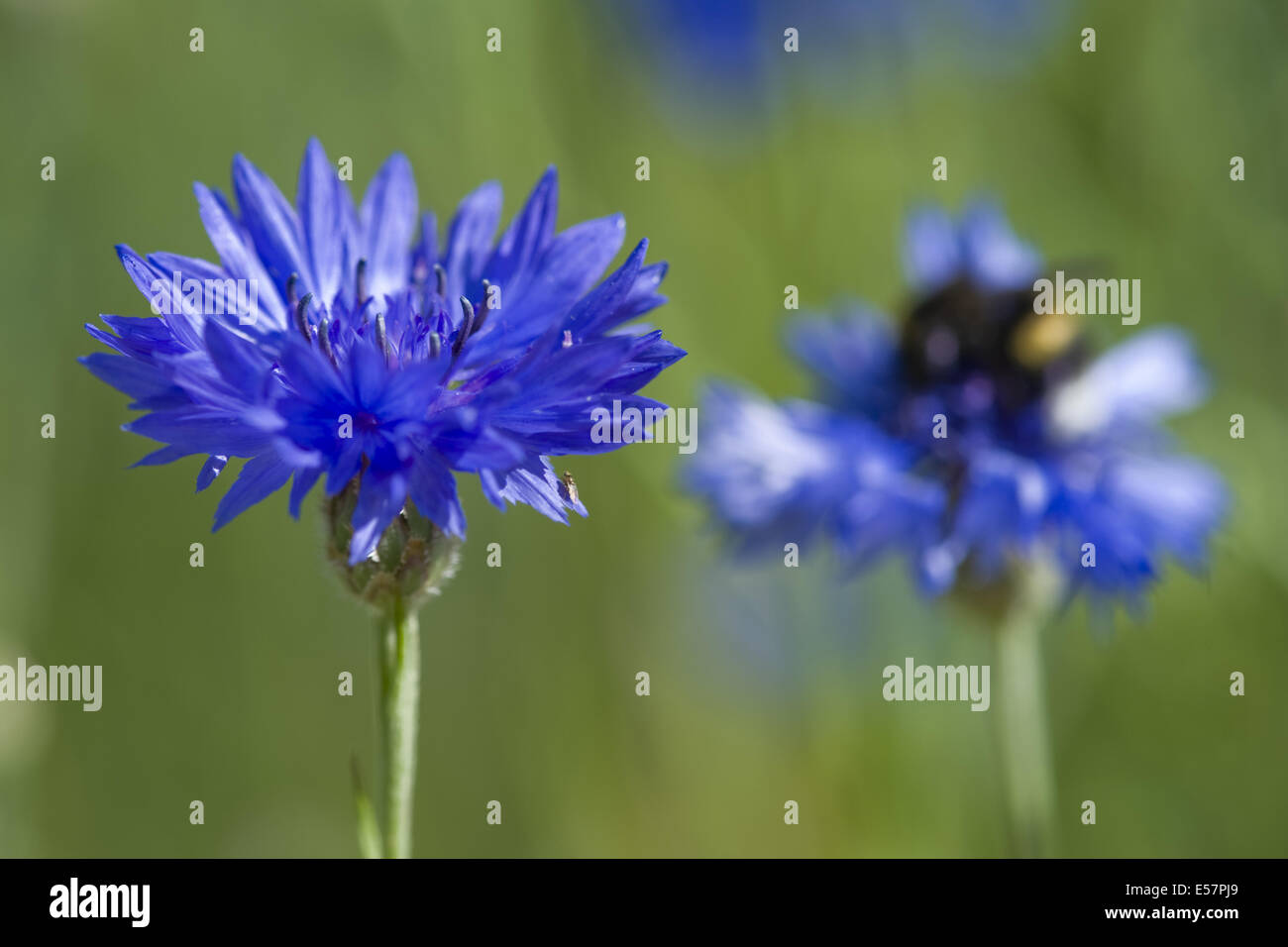 cornflower, centaurea cyanus Stock Photo Alamy