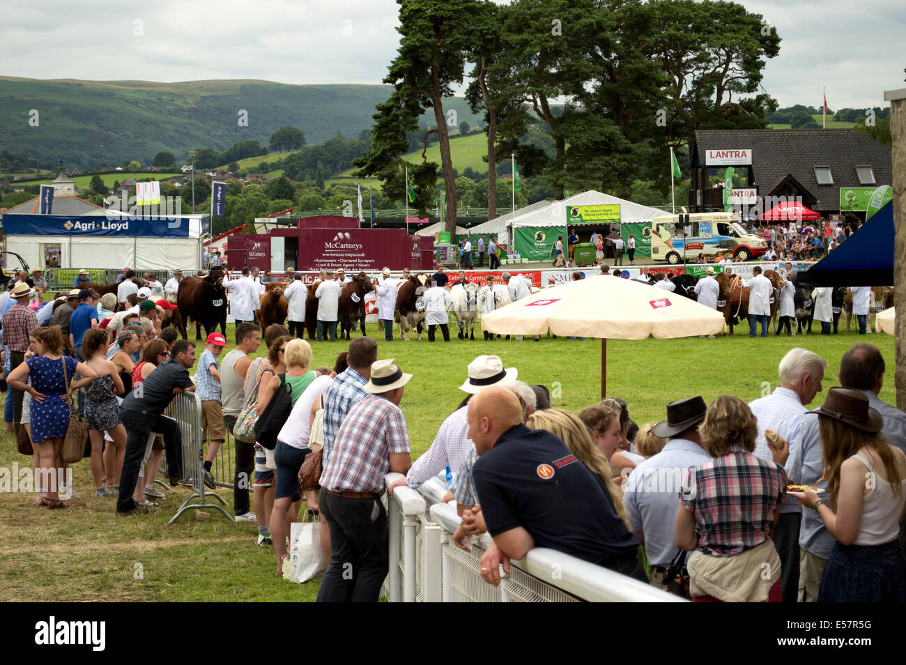 Crowd watches the results from a bull judging at the Royal Welsh Show 2014 Stock Photo