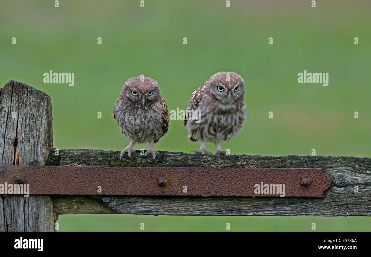 Pair Of Little Owls (owlets)-Athene noctua Perched On An Old Gate, Summer, Uk. Stock Photo