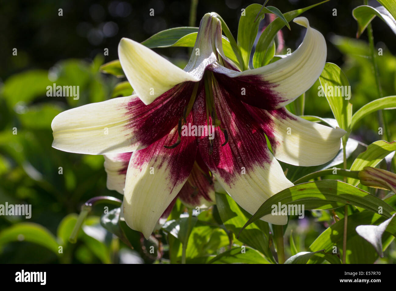 Large trumpet flower of the exotic lily, Lilium nepalense Stock Photo