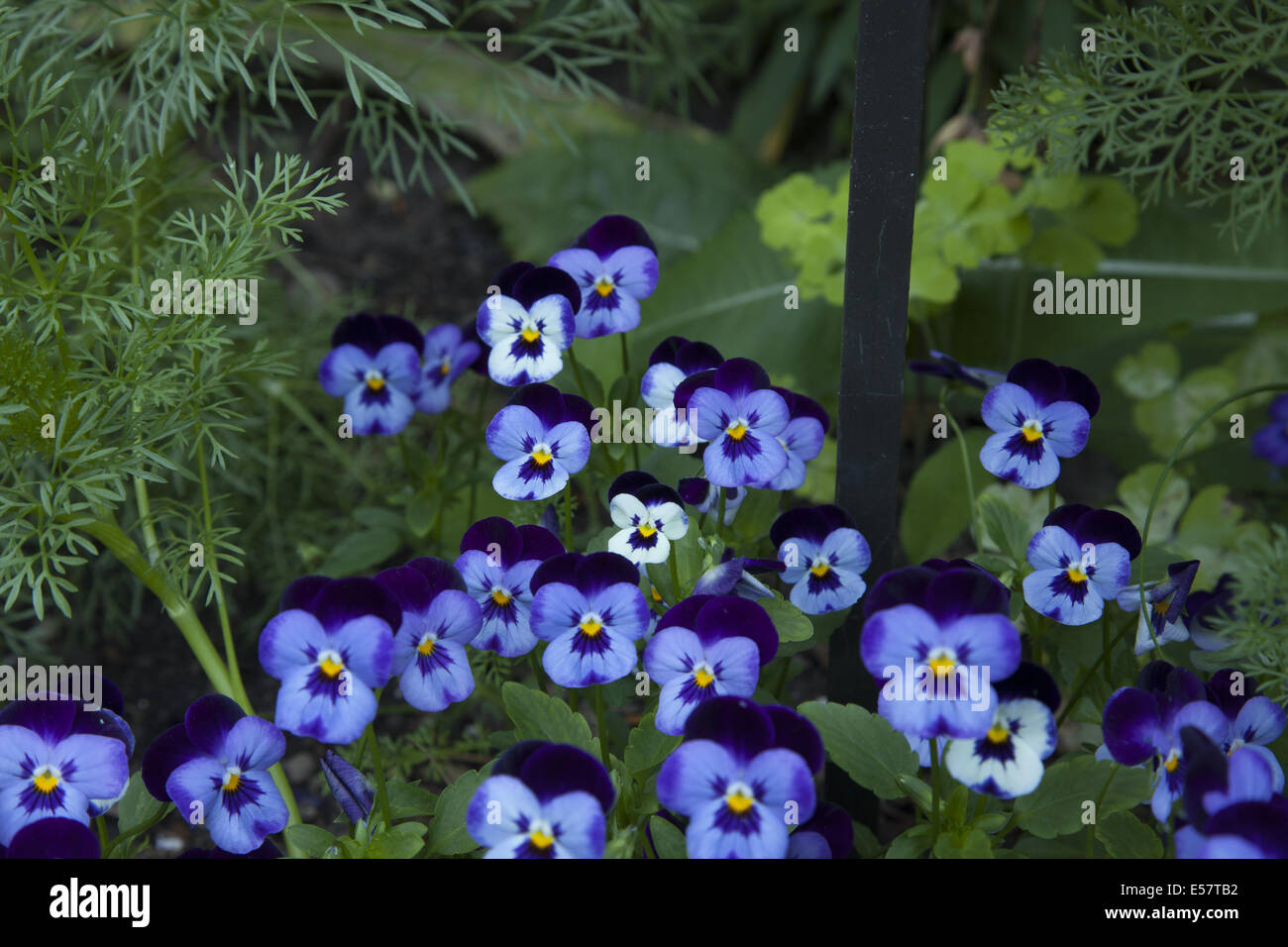 'Johnny Jump Up', Violet Family: Violaceae Genus. Brooklyn Botanic Garden, Brooklyn, NY. Stock Photo