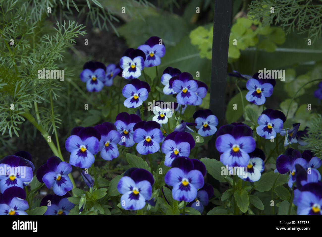 'Johnny Jump Up', Violet Family: Violaceae Genus. Brooklyn Botanic Garden, Brooklyn, NY. Stock Photo