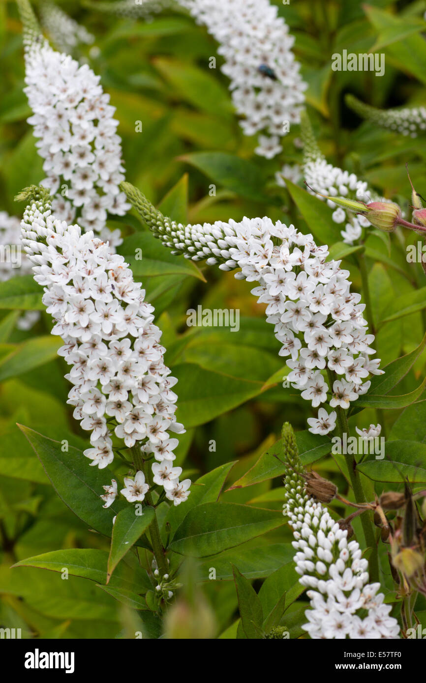 Crooked flower spikes of Lysimachia clethroides, a cottage garden plant Stock Photo